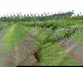 Lake George Winery - Events Australia 1