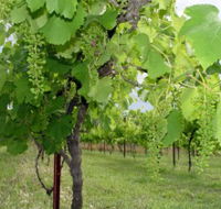 Holland Wines - Events Australia
