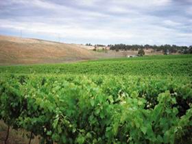 Uleybury Wines - Accommodation Europe 2