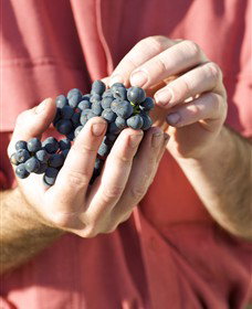 Brown Magpie Wines - Events Australia 0