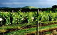 Mt Coghill Vineyard - thumb 1