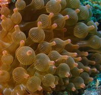 Coral Gardens Dive Site Mooloolaba - Events Australia