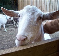 Drysdale Cheeses - Events Australia