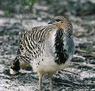 Yongergnow Australian Malleefowl Centre - Events Australia