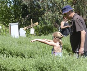 Hedgend Maze And Healesville Laser Sport - Events Australia 2
