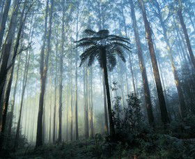 Yarra Ranges National Park - Events Australia 0