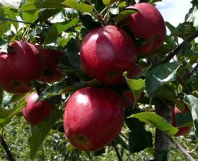 Wilgro Orchards - Events Australia 3