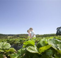 Sunny Ridge Strawberry Farm - Events Australia