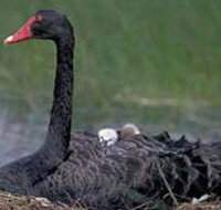 French Island Marine National Park - Events Australia