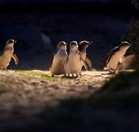 Phillip Island Nature Parks - Events Australia