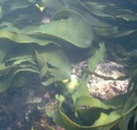 Churchill Island Marine National Park - Events Australia