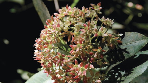 Wollemi National Park - Events Australia 1