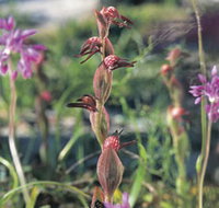 Carnamah-Eneabba Wildflower Drive - Events Australia