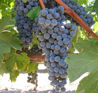 Joshuas Fault Wine - Events Australia