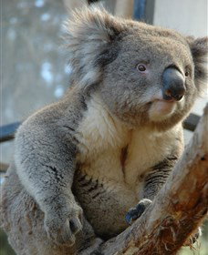 National Zoo & Aquarium - Events Australia 5