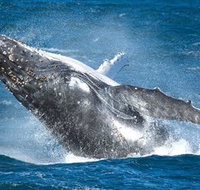 Sydney Whale Watching - Events Australia