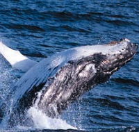 Sydney Eco Whale Watching - Accommodation Europe