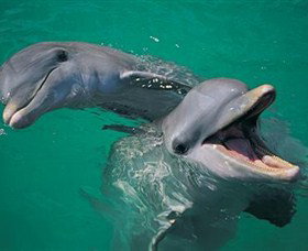 Colourful Trips - Tourism Bookings 0