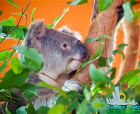 Sydney Photo Tours - Events Australia 2