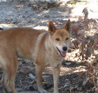 Cohunu Koala Park - Events Australia