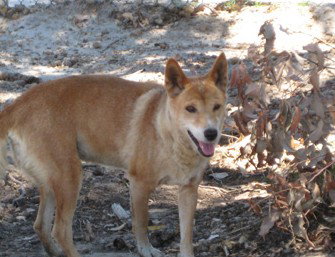 Cohunu Koala Park - Tourism Bookings 0