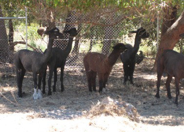 Cohunu Koala Park - Tourism Bookings 2
