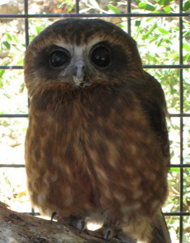 Cohunu Koala Park - Tourism Bookings 3