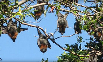 Blackbutt Reserve - Events Australia 1