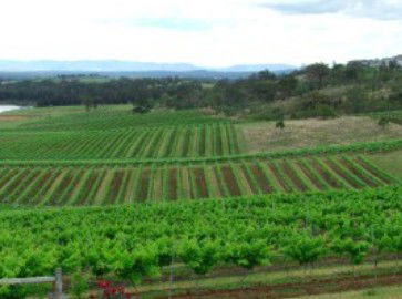 Hunter Vineyard Tours - Events Australia 2