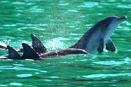 Sydney Weekend Adventures - Events Australia 1