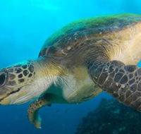 Byron Bay Dive Centre - Events Australia