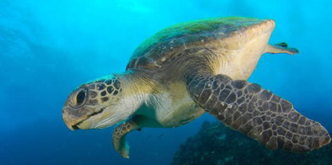 Byron Bay Dive Centre - Events Australia 0