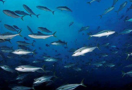 Byron Bay Dive Centre - Events Australia 2