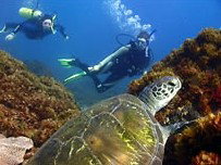 Byron Bay Dive Centre - Events Australia 3