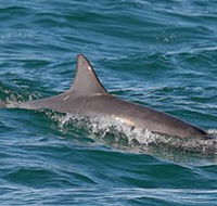 Byron Bay Dolphin Wildlife Tours - Events Australia