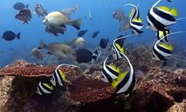 Byron Bay Dolphin Wildlife Tours - Events Australia 3