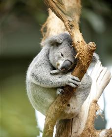 VIP Aussie Gold - Events Australia 1