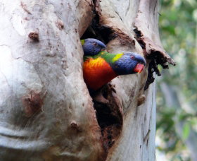 West Pennant Hills NSW Events Australia