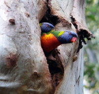 Cumberland State Forest - Events Australia