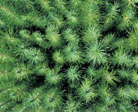 Cumberland State Forest - Tourism Bookings 1