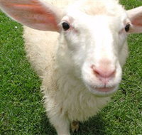 Golden Ridge Animal Farm - Events Australia