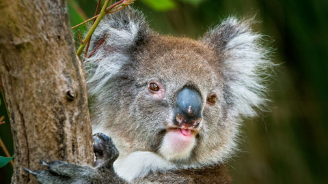 Brisbane Water National Park - Events Australia 2