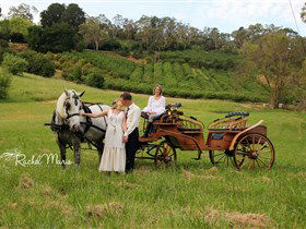 Classic Carriage Drives - Events Australia 2