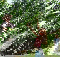 Forest Range Cherries - Events Australia