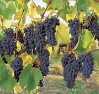 Hills Short Wine and Food Trail - Events Australia