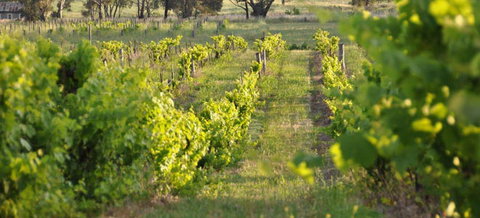 Bell River Estate Winery - Tourism Bookings 3