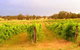 Bell River Estate Winery - thumb 7