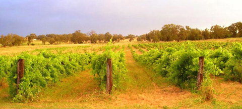 Bell River Estate Winery - Tourism Bookings 7