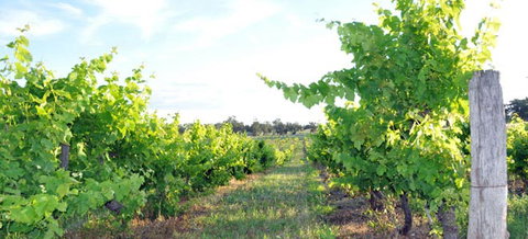 Bell River Estate Winery - Tourism Bookings 8