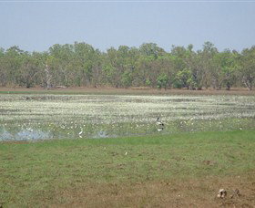 Leaning Tree Lagoon Nature Park - Events Australia 0